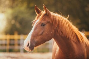 Fear of Horses or Hippophobia