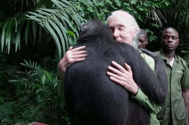 Jane Goodall and How She Became a Worldwide Expert and Activist