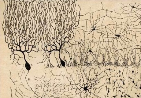 Purkinje neurons.