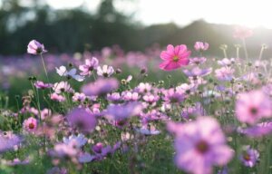 A Buddhist Fable About Anxiety and Desire