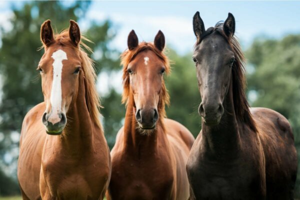 Three horses.