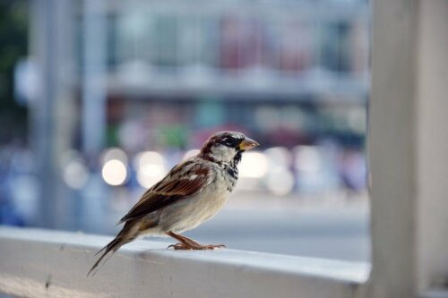 A bird on a windowsill.