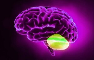 The Cerebellum and Divergent Thinking