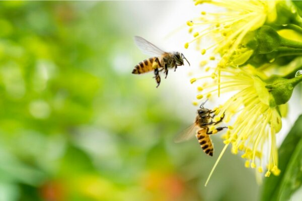 Bijen bij een bloem