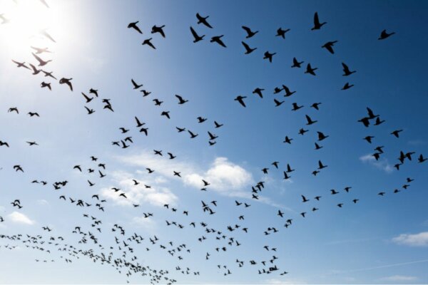Three Ways to Overcome the Fear of Birds