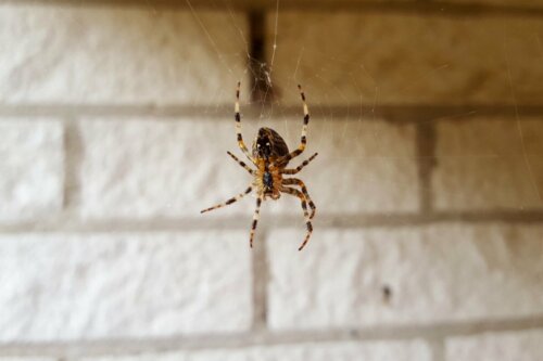 A spider spinning a web.