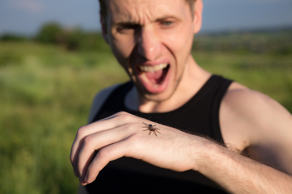Arachnophobia, the Fear of Spiders