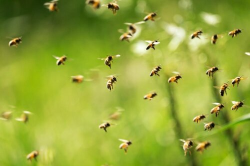 Many bees flying.