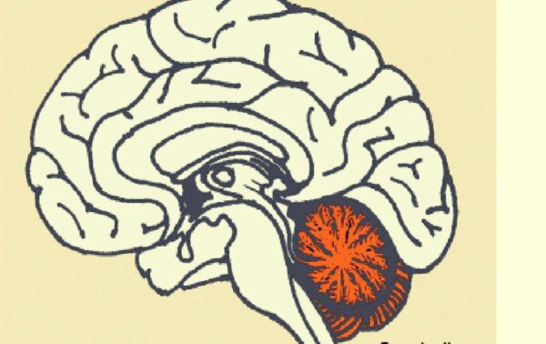 The location of the cerebellum in the brain.