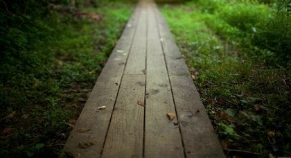 A path into the woods.