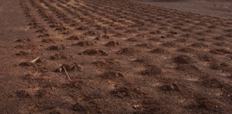 A field of planted soil.