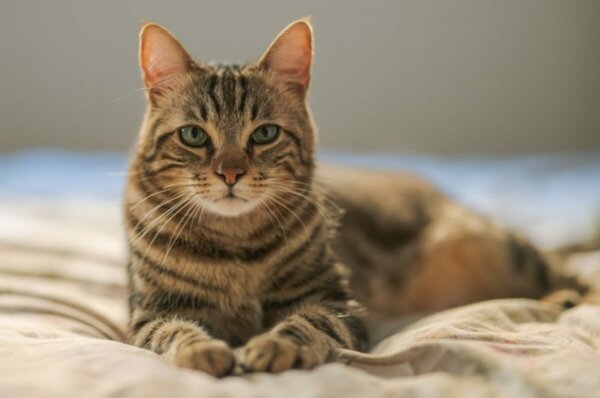 A cat on a bed.