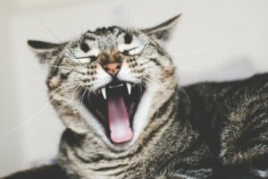Causes and Treatment of Ailurophobia