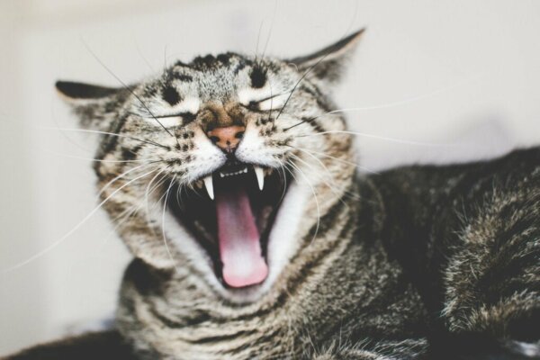 Causes and Treatment of Ailurophobia