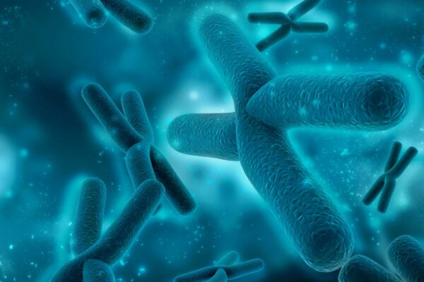 Some chromosomes.