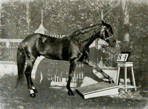 Clever Hans.