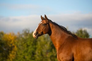 Clever Hans, the Horse that Did Math