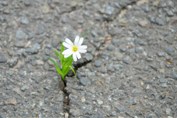 A flower growing on the road.