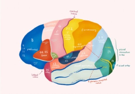 The Brodmann areas of the brain.