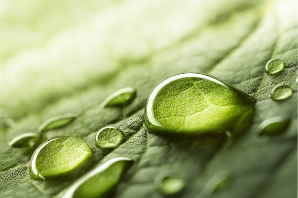 A magnified leaf.