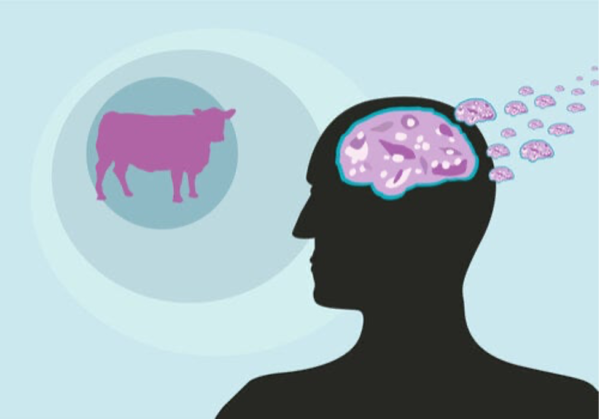 A brain and a cow showing link to mad cow disease.