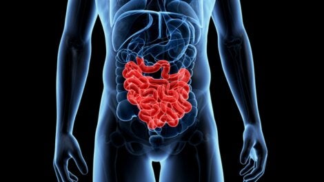 An image of someone's intestines.