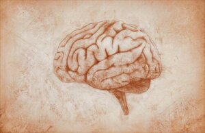 The Diencephalon: Structure, Functions, and Curiosities