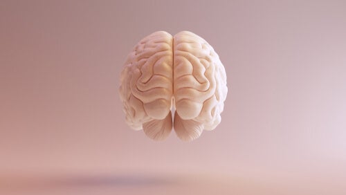 A brain.