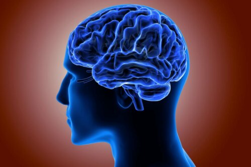 A cerebral cortex.