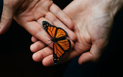 Kaksi kättä, joilla on perhonen.