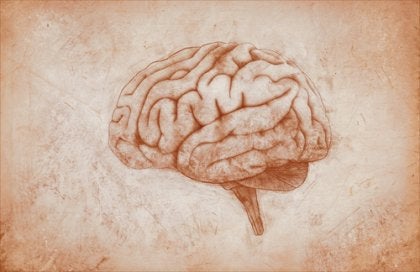 A drawing of a brain on parchment.
