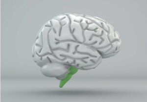 The Spinal Bulb: Structure and Functions