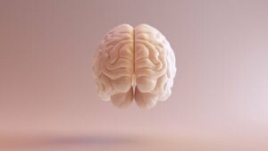 Brodmann Areas: Characteristics and Functions
