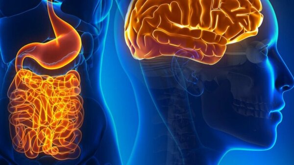 The Fascinating Life of Gut Neurons