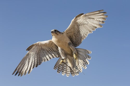 Zen Story: The Falcon that Couldn't Fly
