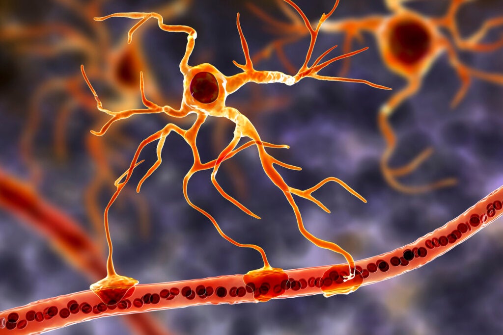 Glial Cells: The Functional Basis of the Brain