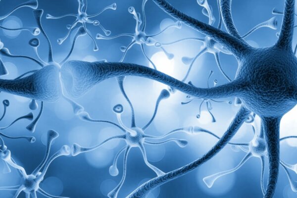 Useita toisiinsa yhteydessä olevia neuroneja.