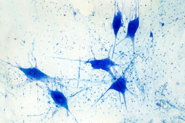 Several glial cells.