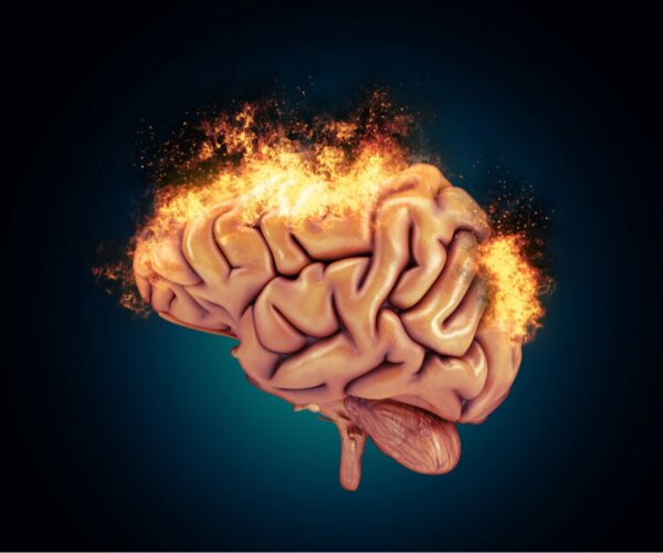The Neurobiology of Aggressive Behavior