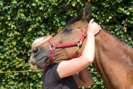 A woman doing equine therapy.