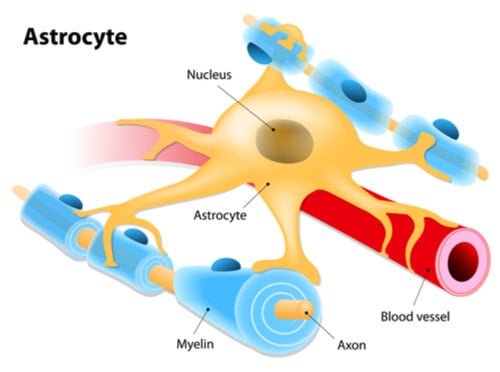 Illustration of an astrocyte.