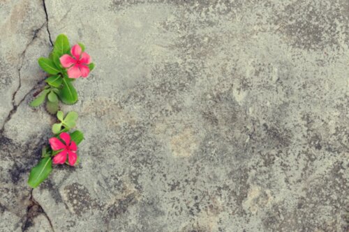 Flowers on pavement.