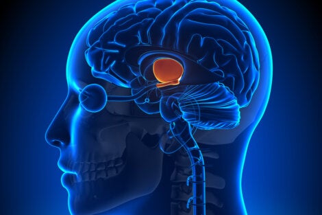 De hypothalamus