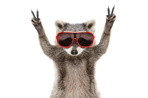 An animal wearing sunglasses.