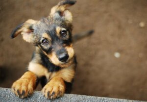Rescued Pets: How to Choose Your New Best Friend