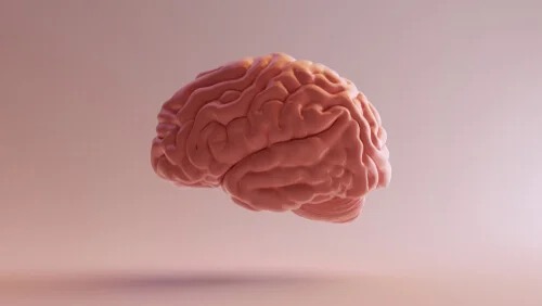 The brain.