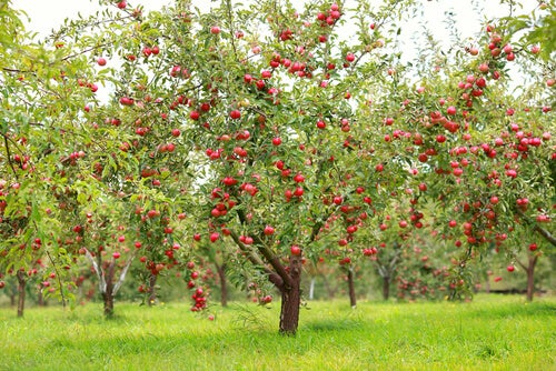 An apple orchard.