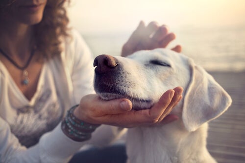 5 Reasons Why Your Dog Is Your Best Friend
