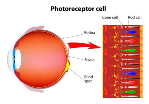 A diagram of a photoreceptor cell.