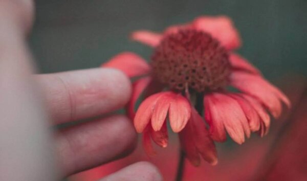 A flower.